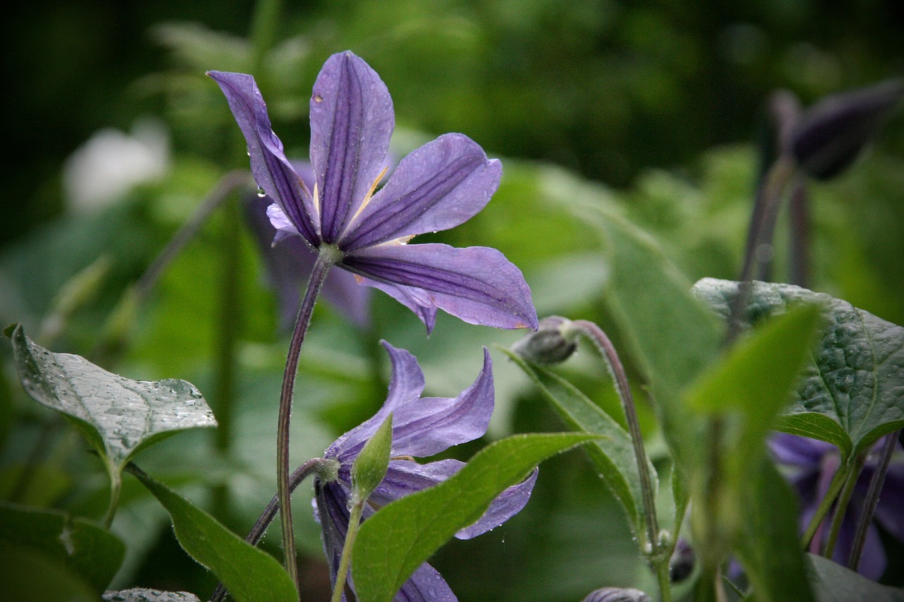 Gamta, Augalas, Gėlė, Lapai, Sodas, Clematis, Violetinė, Mėlynas, Nemokamos Nuotraukos,  Nemokama Licenzija