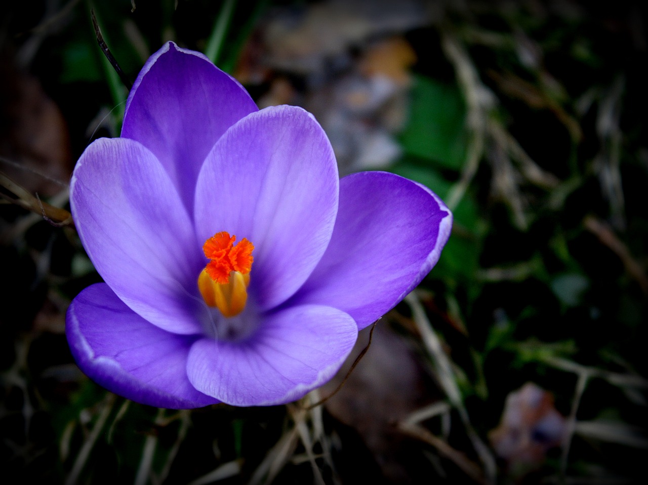 Gamta, Gėlė, Augalas, Sodas, Lapai, Žiedlapis, Pavasaris, Crocus, Nemokamos Nuotraukos,  Nemokama Licenzija