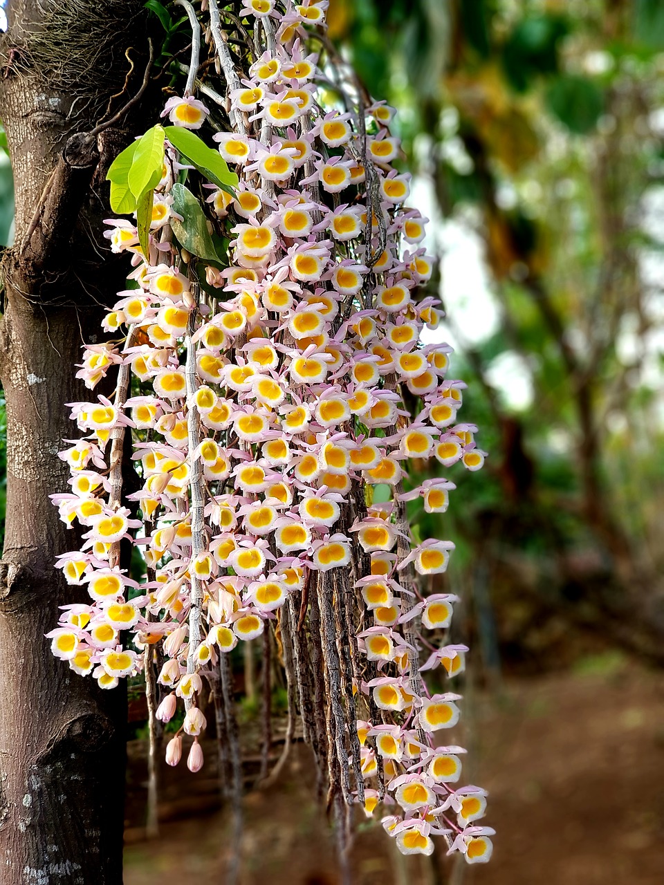 Gamta,  Flora,  Gėlė,  Medis,  Sodas,  Žydi,  Laukinė Orchidėja,  Gražus,  Kabantis,  Mediena