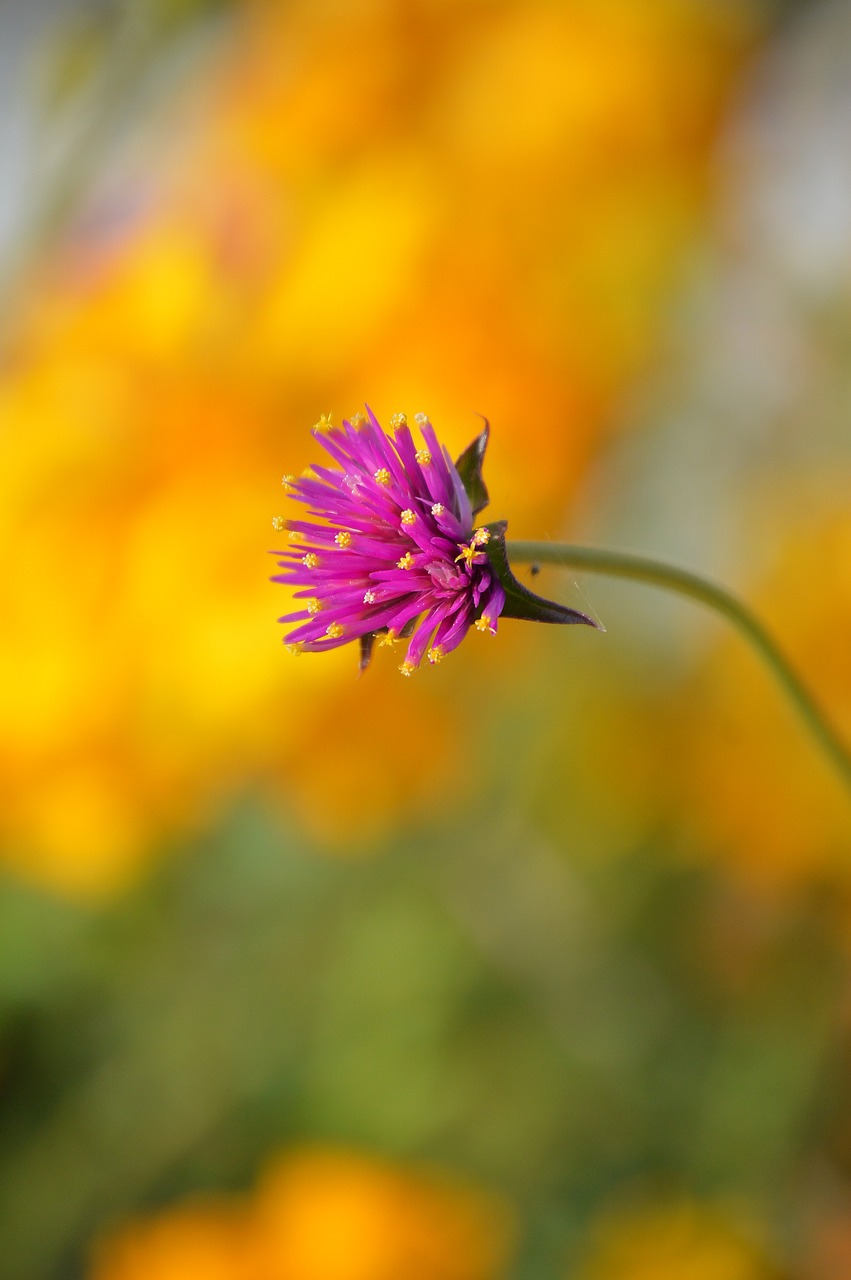 Gamta,  Gėlė,  Vasara,  Flora,  Lauke,  Šviesus,  Wildflower,  Spalva,  Laukas,  Sezonas