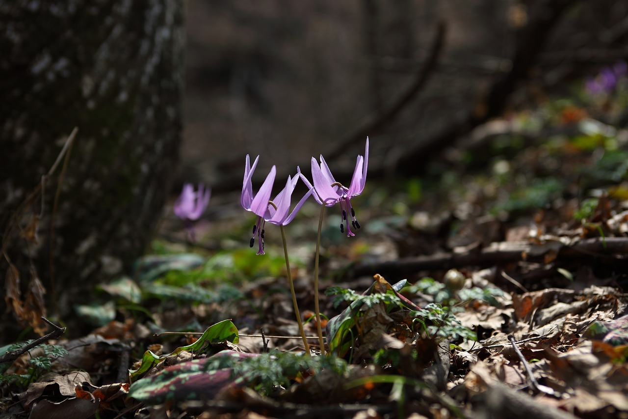 Gamta,  Lauke,  Lapai,  Augalai,  Kaip Tai Padaryti,  Pavasaris,  Wildflower,  Kalnas,  Slėnis,  Vanduo