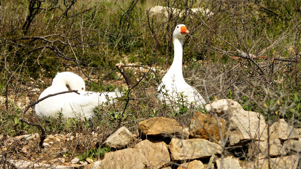 Gamta,  Paukštis,  Žąsis,  Balta,  Fauna,  Gyvūnas,  Lauke,  Be Honoraro Mokesčio, Nemokamos Nuotraukos,  Nemokama Licenzija