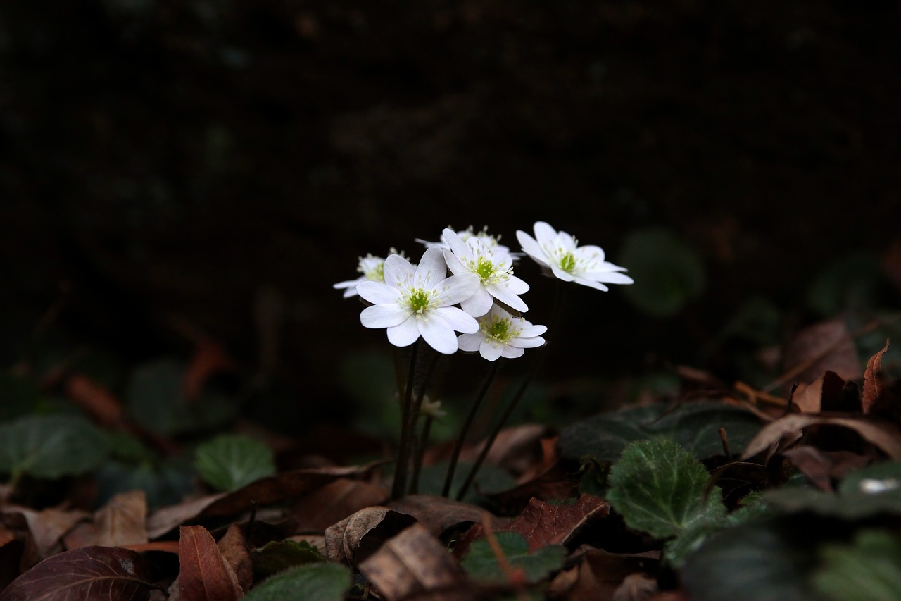 Gamta,  Gėlės,  Augalai,  Lapai,  Lauke,  Hepatica,  Wildflower,  Kalnas,  Slėnis,  Pavasaris