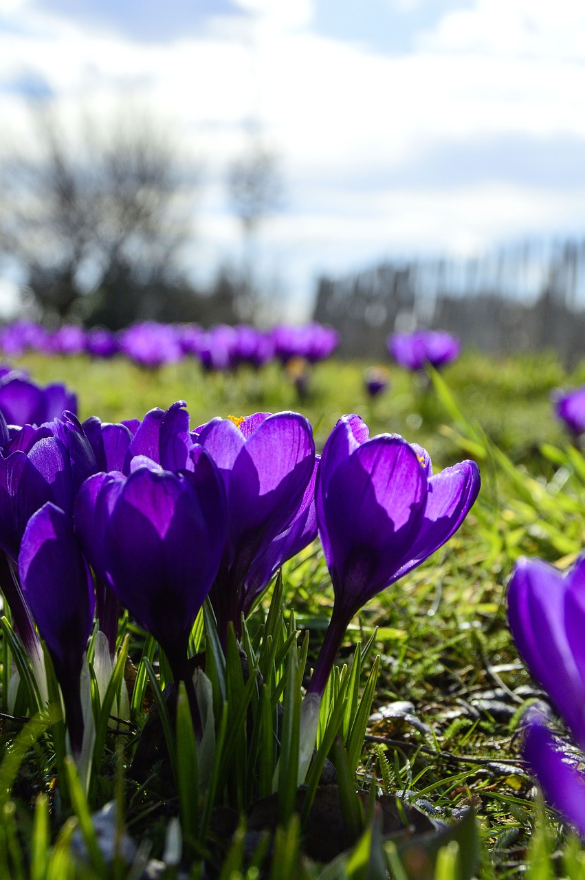 Gamta,  Gėlė,  Augalas,  Sodas,  Sezonas,  Pavasaris,  Crocus,  Mėlynas,  Gėlių,  Uždaryti