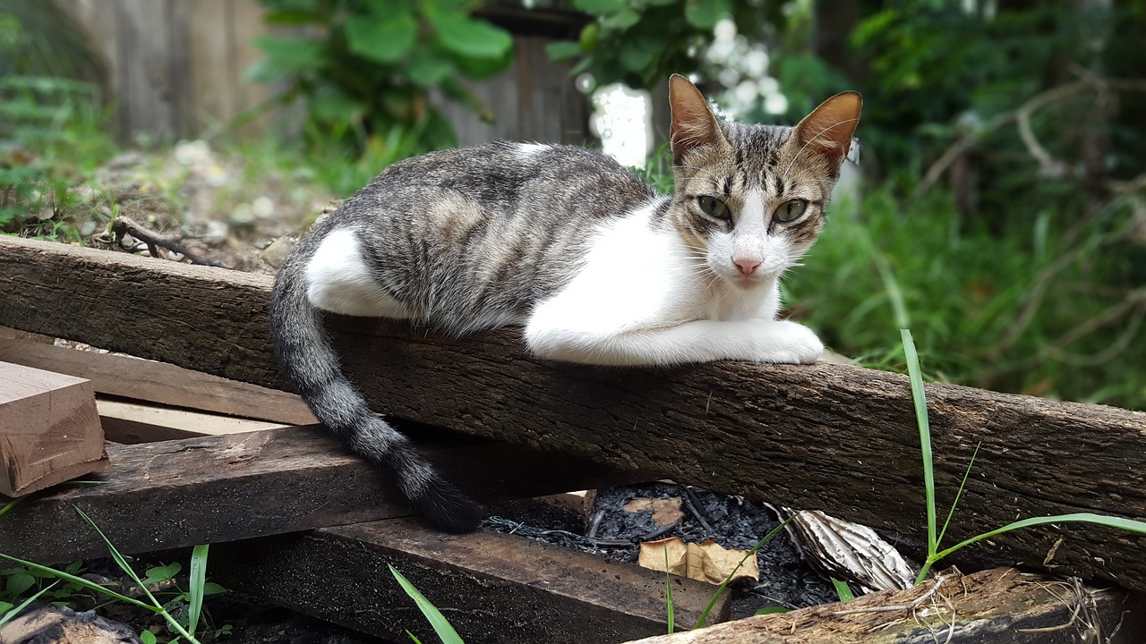 Gamta,  Animalia,  Gražus,  Lauke,  Be Honoraro Mokesčio, Nemokamos Nuotraukos,  Nemokama Licenzija