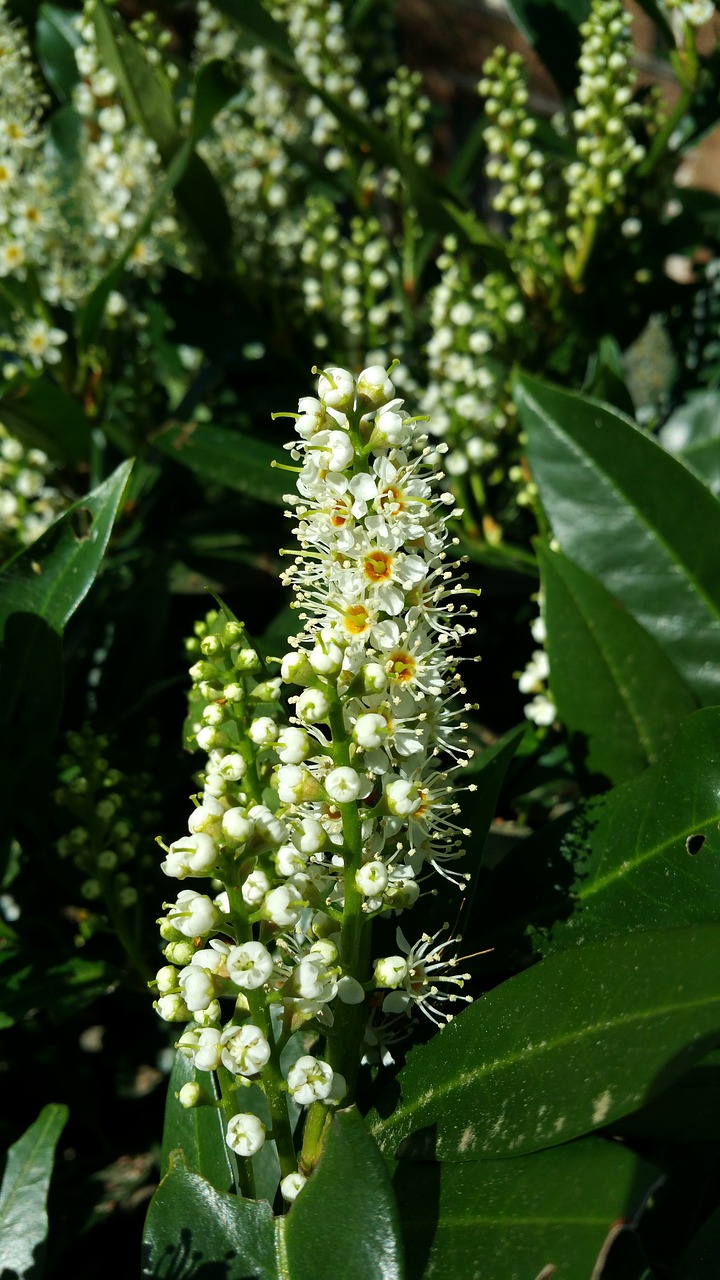 Gamta,  Flora,  Gėlė,  Lapai,  Sezonas,  Holly,  Vasara,  Balta,  Žydėti,  Lapai