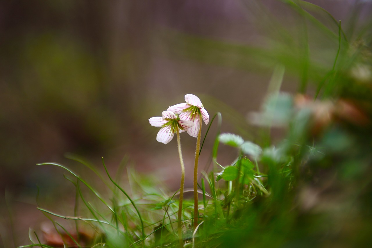 Gamta,  Gėlės,  Žolė,  Augalai,  Lauke,  Wildflower,  Dideli Ryžių Rinkiniai,  Pavasaris,  Kalnas,  Vėjas