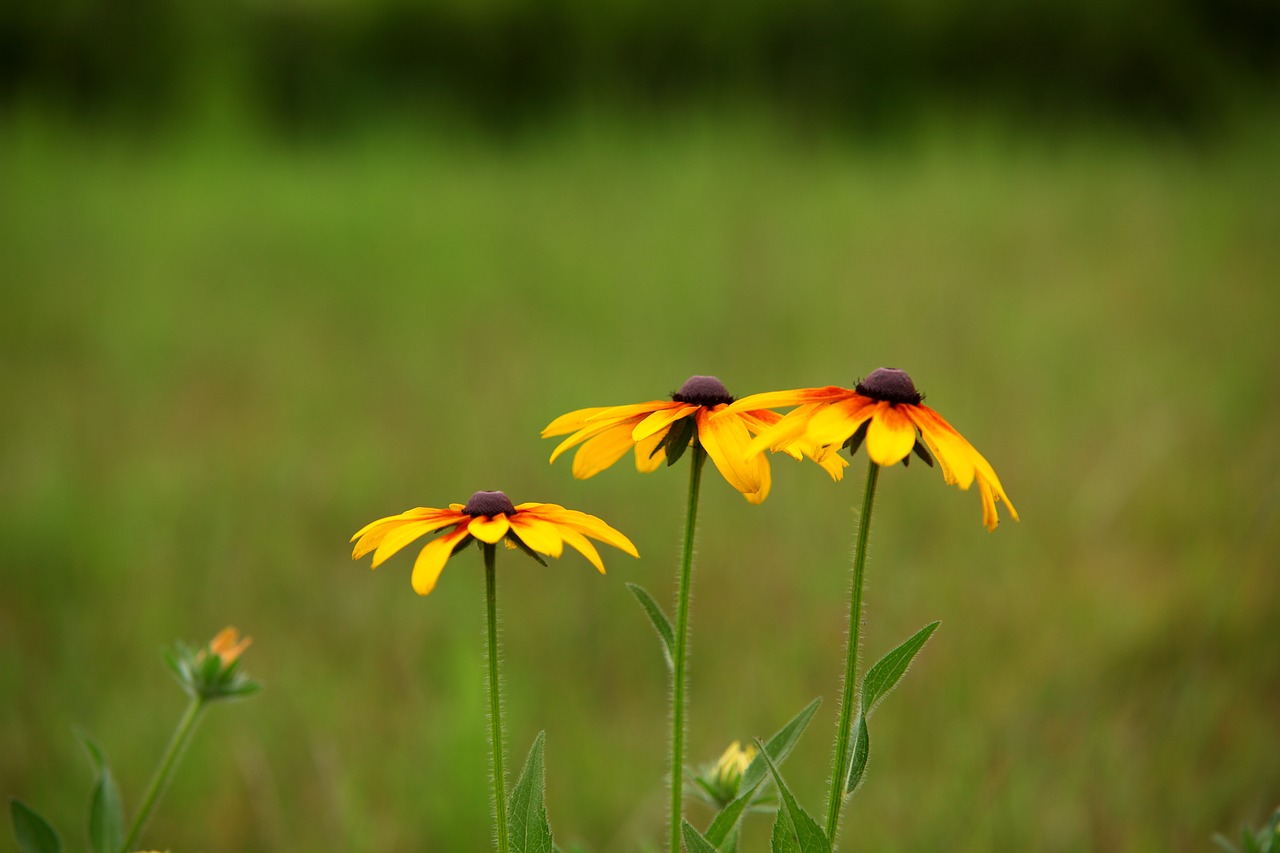 Gamta,  Vasara,  Kai Kurie Žmonės To Nedaro,  Gėlės,  Augalai,  Wildflower,  Pavasaris,  Korėjos Respublika,  Kūginis Pavasarinis Kiniškas,  Pavasario Gėlės