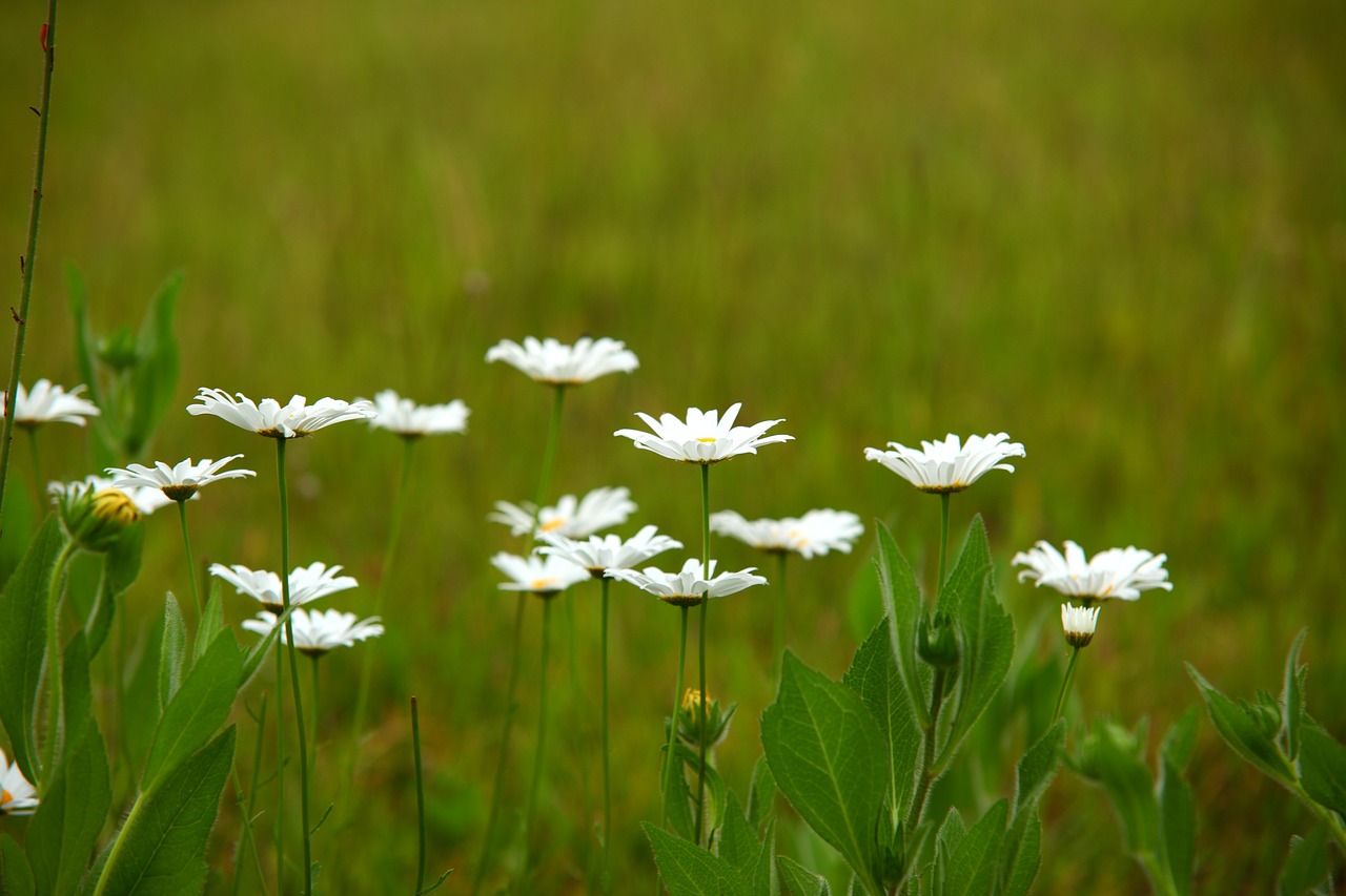 Gamta,  S,  Žolė,  Augalai,  Sėjamosios,  Wildflower,  Gražus,  Gėlės,  Šasta Nebuvo,  Pavasario Gėlės