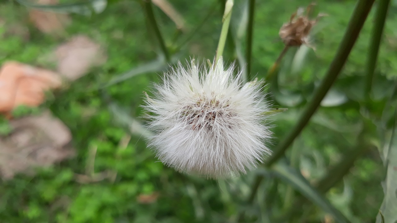 Gamta,  Flora,  Vasara,  Lapai,  Lauke,  Gėlė,  Žolė,  Augimas,  Sezonas,  Aplinka