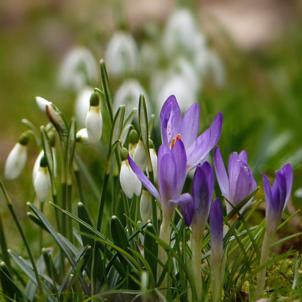 Gamta,  Augalas,  Sniego Danga,  Galanthus,  Balta,  Uždaryta,  Trumpas,  Švelnus,  Gražus,  Crocus