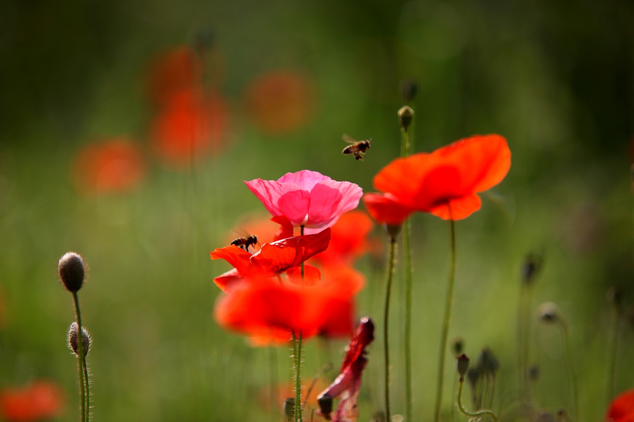 Gamta,  Gėlės,  Augalai,  Vasara,  Papaveraceae,  Aguona,  Pavasaris,  Bičių,  Be Honoraro Mokesčio, Nemokamos Nuotraukos