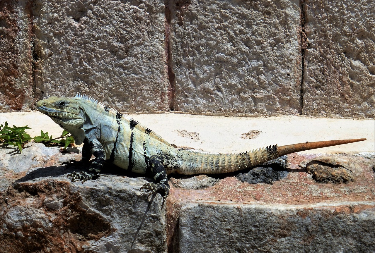 Gamta,  Meksika,  Ropliai,  Iguana,  Dinozauras,  Gyvūnas,  Be Honoraro Mokesčio, Nemokamos Nuotraukos,  Nemokama Licenzija