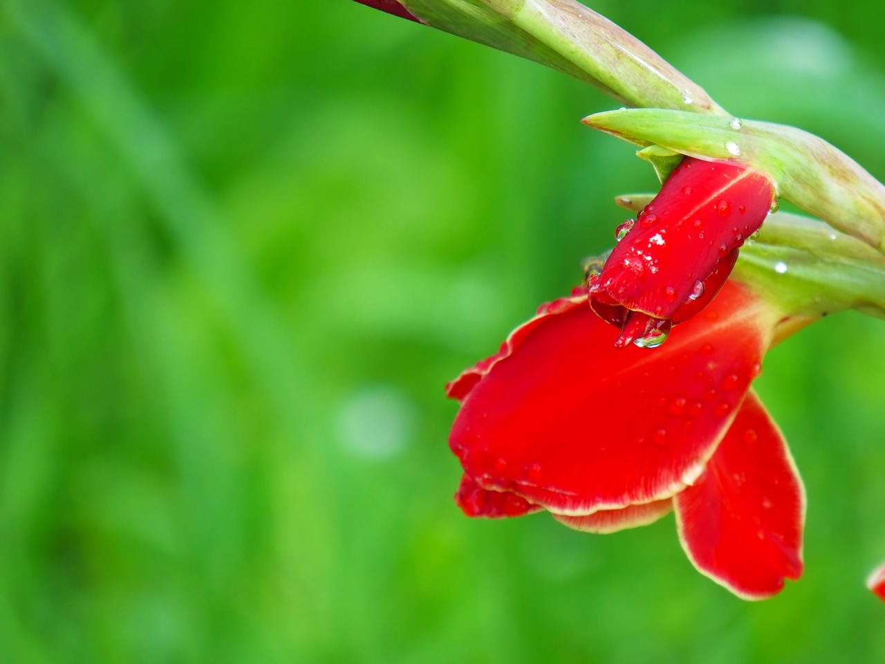 Gamta,  Lauke,  Gėlė,  Lakštas,  Gladiolas,  Vasara,  Sodas,  Gėlės,  Be Honoraro Mokesčio, Nemokamos Nuotraukos