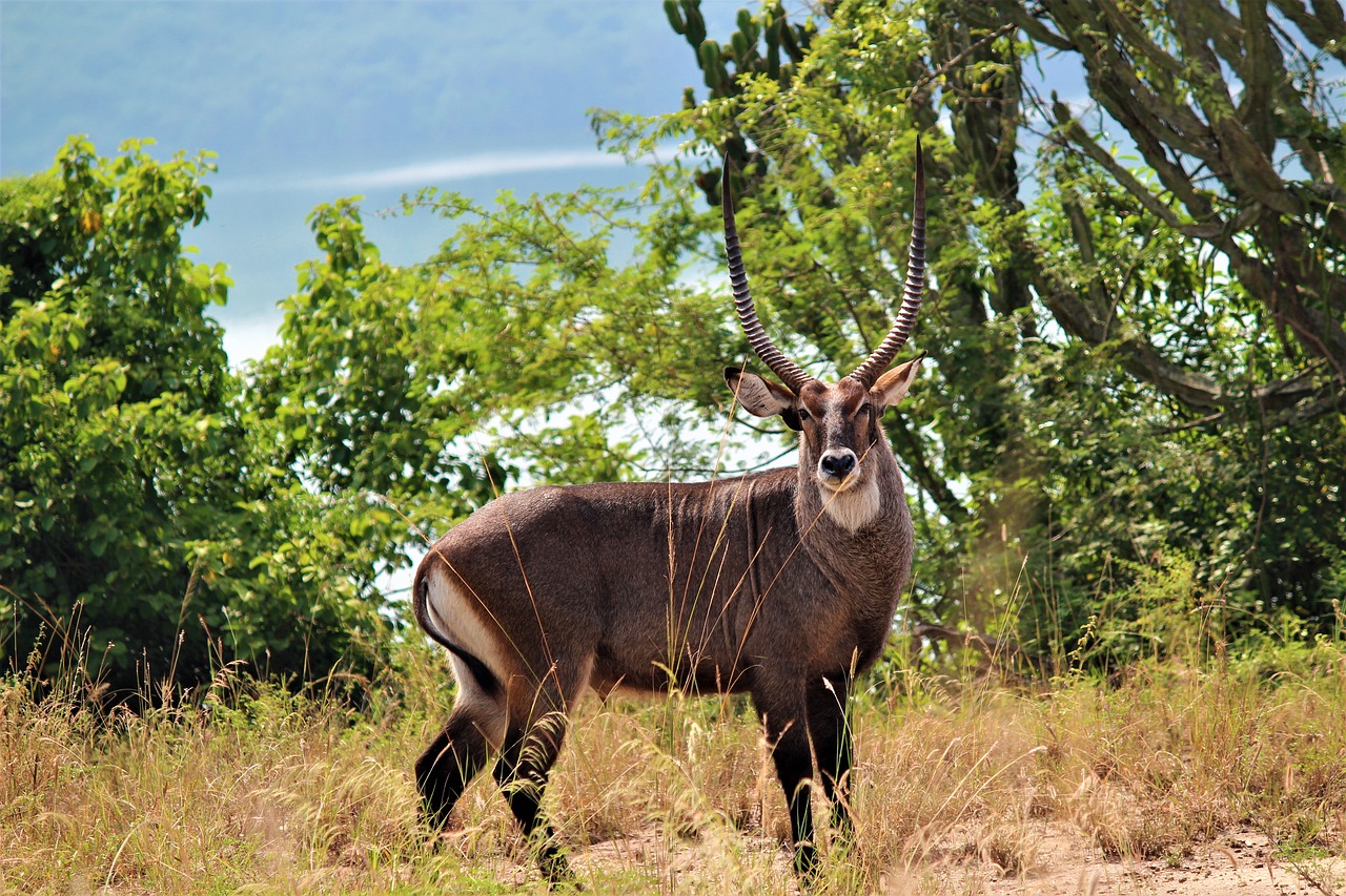 Gamta,  Žolė,  Žinduolis,  Gyvūnų Pasaulis,  Gyvūnas,  Uganda,  Afrika,  Safari,  Be Honoraro Mokesčio, Nemokamos Nuotraukos