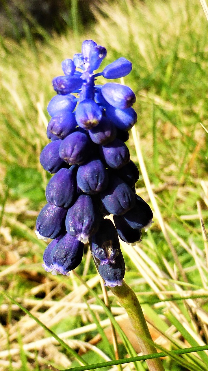 Gamta,  Augalas,  Vasara,  Sezonas,  Lauke,  Gėlė,  Prairie,  Spalva,  Iš Arti,  Gėlių