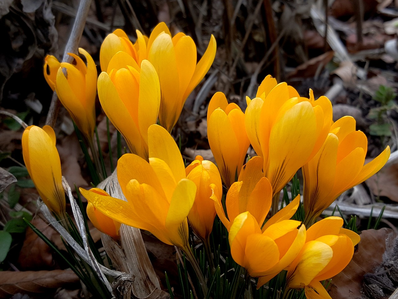 Gamta,  Augalas,  Gėlė,  Lapai,  Sodas,  Crocus,  Uždaryti,  Geltona,  Pavasaris,  Ryškios Spalvos