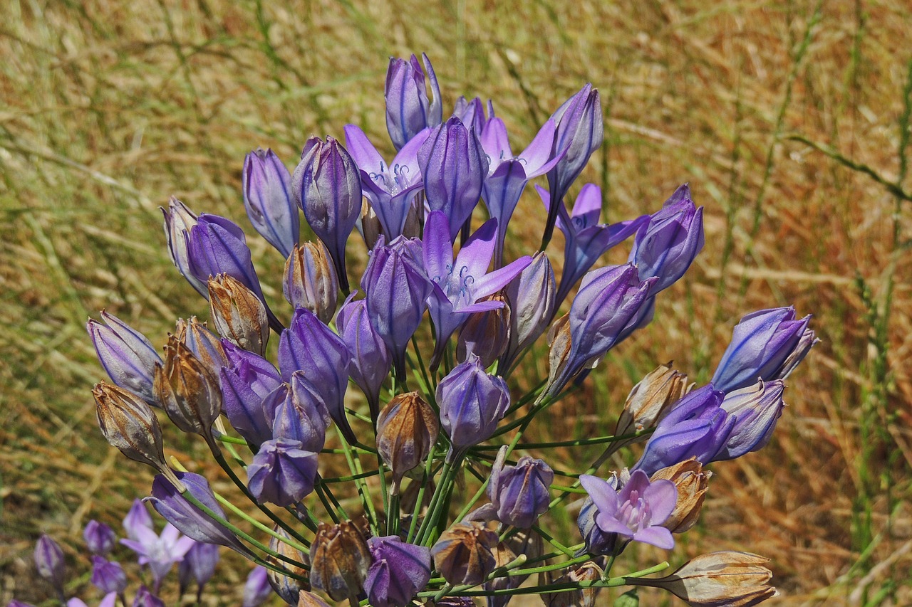 Gamta,  Flora,  Žydi,  Gėlių,  Iš Arti,  Laukiniai,  Žiedlapis,  Violetinė,  Lauke,  Natūralus