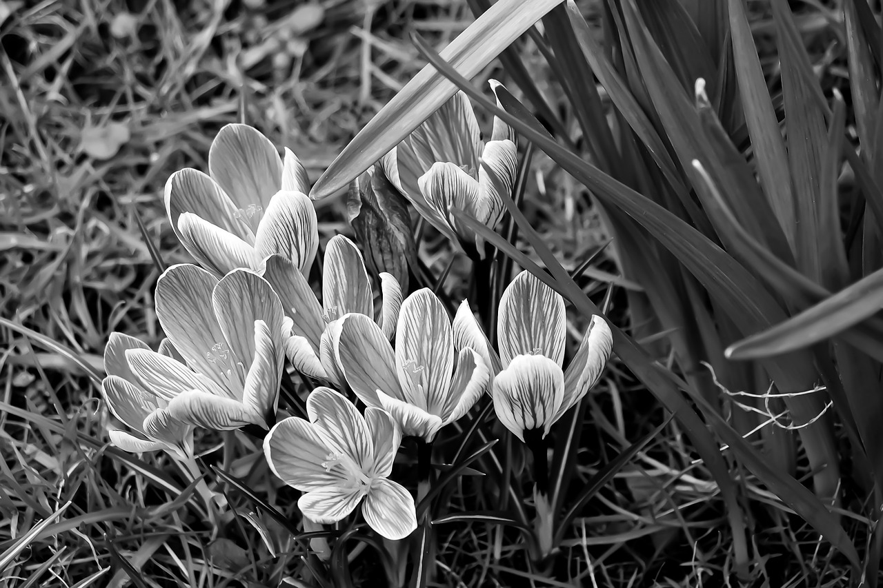 Gamta,  Augalas,  Gėlė,  Fonas,  Flora,  Crocus,  Sw,  Juoda Balta,  Juoda Ir Balta,  Žolė