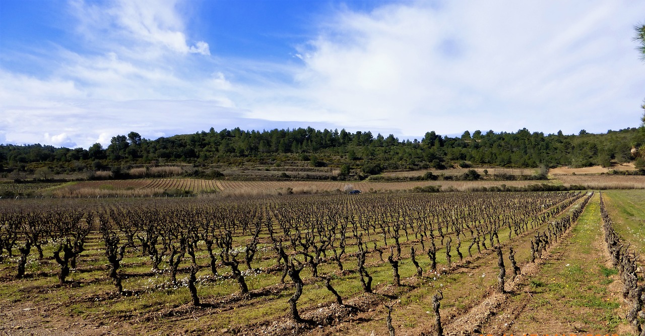 Gamta,  France,  Aude,  Žemės Ūkio Pramonė,  Vynuogynas,  Lauke,  Laukas,  Kaimas,  Be Honoraro Mokesčio, Nemokamos Nuotraukos