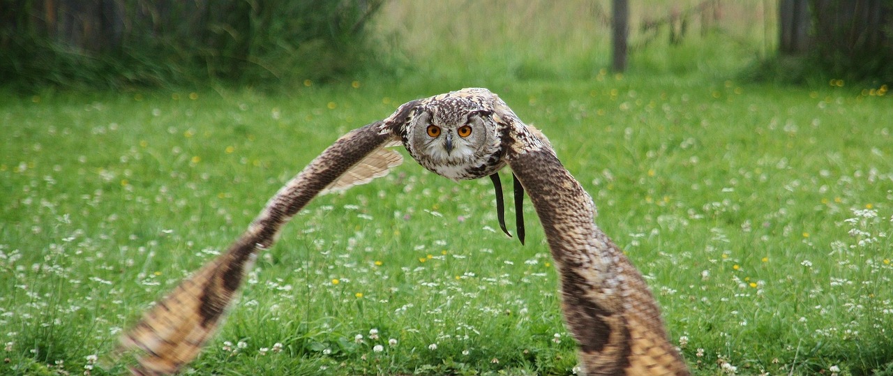 Gamta,  Gyvūnų Pasaulis,  Gyvūnas,  Žolė,  Vasara,  Medžiotojas,  Paukštis,  Medžioti,  Erelis Pelėda,  Raptoras