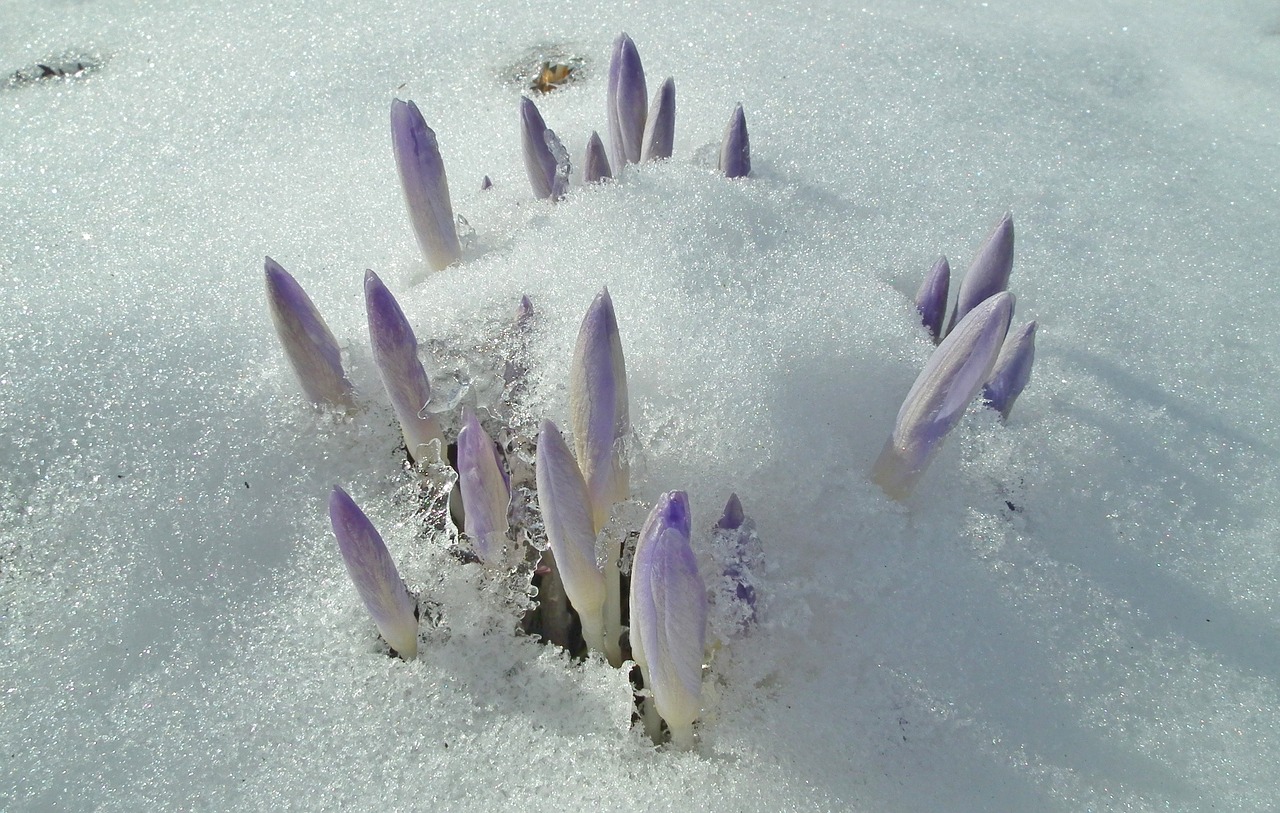 Gamta,  Šaltis,  Žiema,  Gėlė,  Krokus,  Be Honoraro Mokesčio, Nemokamos Nuotraukos,  Nemokama Licenzija