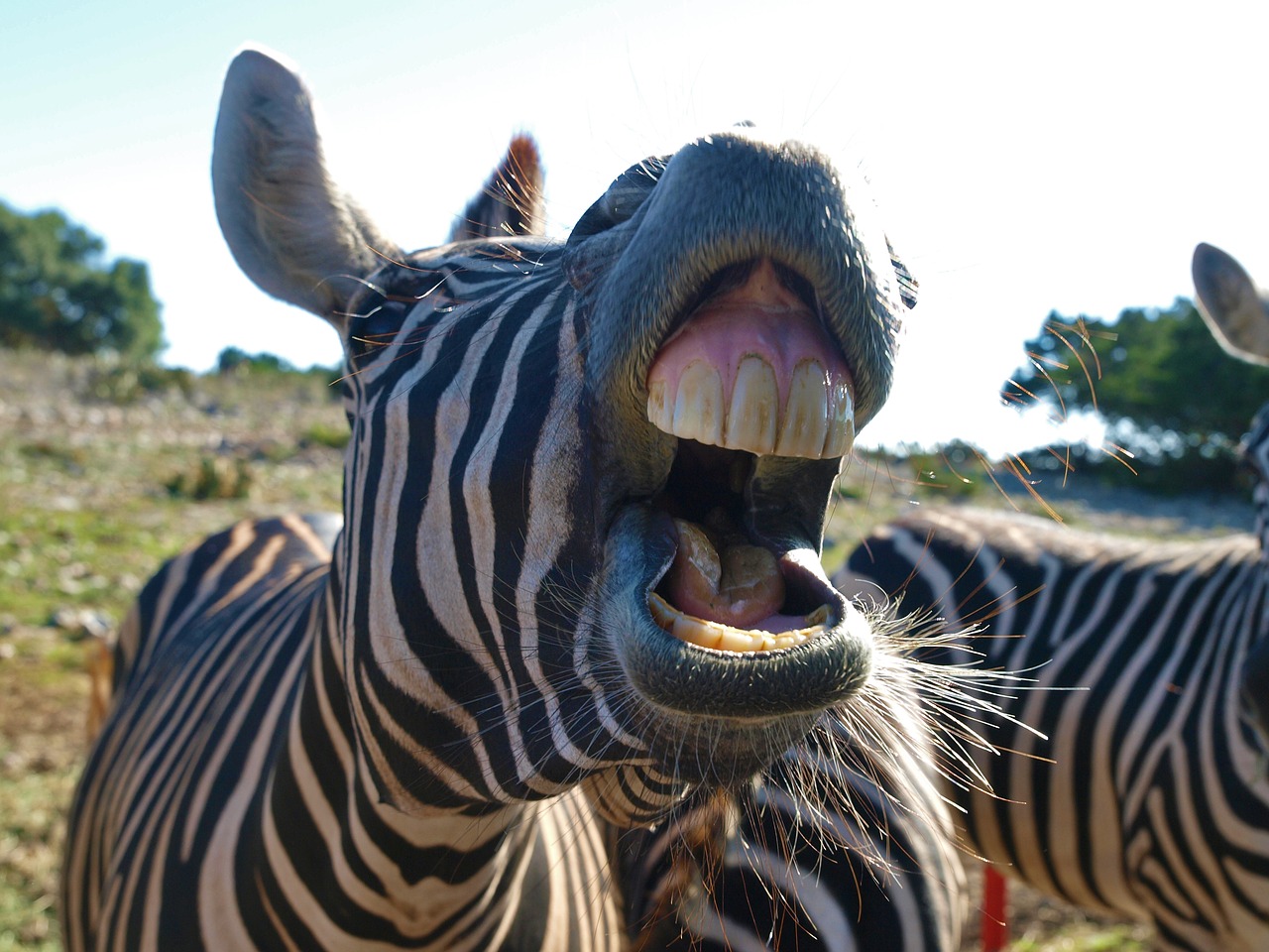 Gamta,  Gyvūnas,  Laukinė Gamta,  Laukiniai,  Zebra,  Žinduolis,  Galva,  Portretas,  Safari,  Veidas