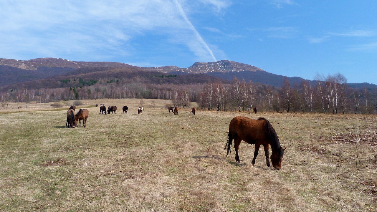 Gamta,  Gyvūnai,  Veja,  Poloniny,  Bieszczady,  Hutsul,  Arkliai,  Arklys,  Tarnica,  Be Honoraro Mokesčio