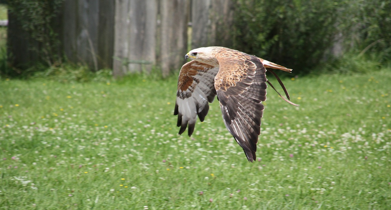 Gamta,  Paukštis,  Žolė,  Gyvūnas,  Gyvūnų Pasaulis,  Adler,  Raptoras,  Pelėdos,  Plunksna,  Plėšrusis Paukštis