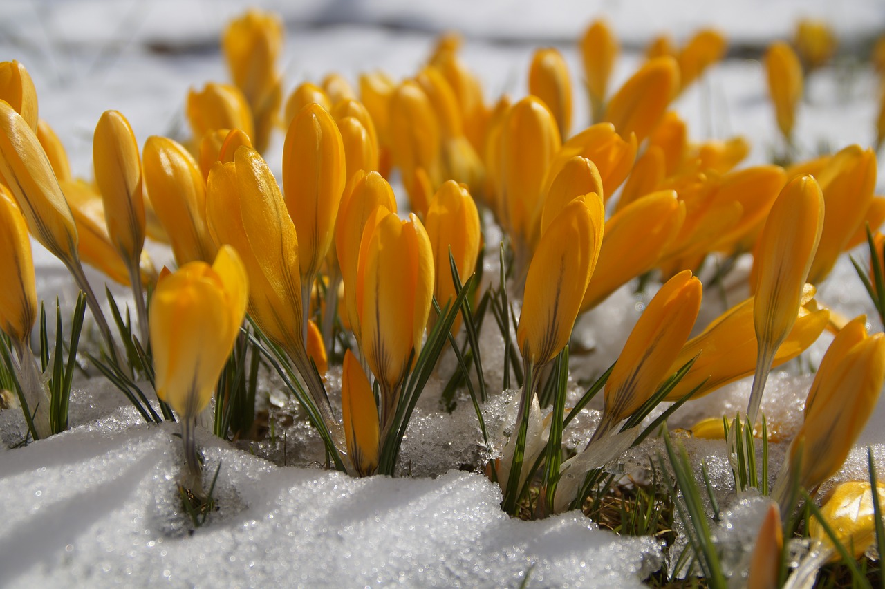 Gamta,  Gėlė,  Augalas,  Sezonas,  Crocus,  Sniegas,  Žiemos Pabaiga,  Frühlingsanfang,  Pavasario Pradžia,  Pavasario Pabudimas