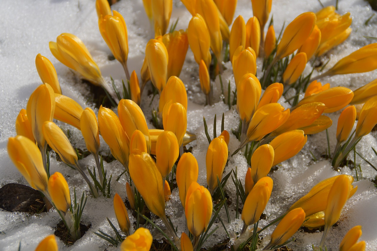 Gamta,  Augalas,  Gėlė,  Lapai,  Crocus,  Frühlingsanfang,  Pavasaris,  Pavasario Pabudimas,  Žiedas,  Žydėti