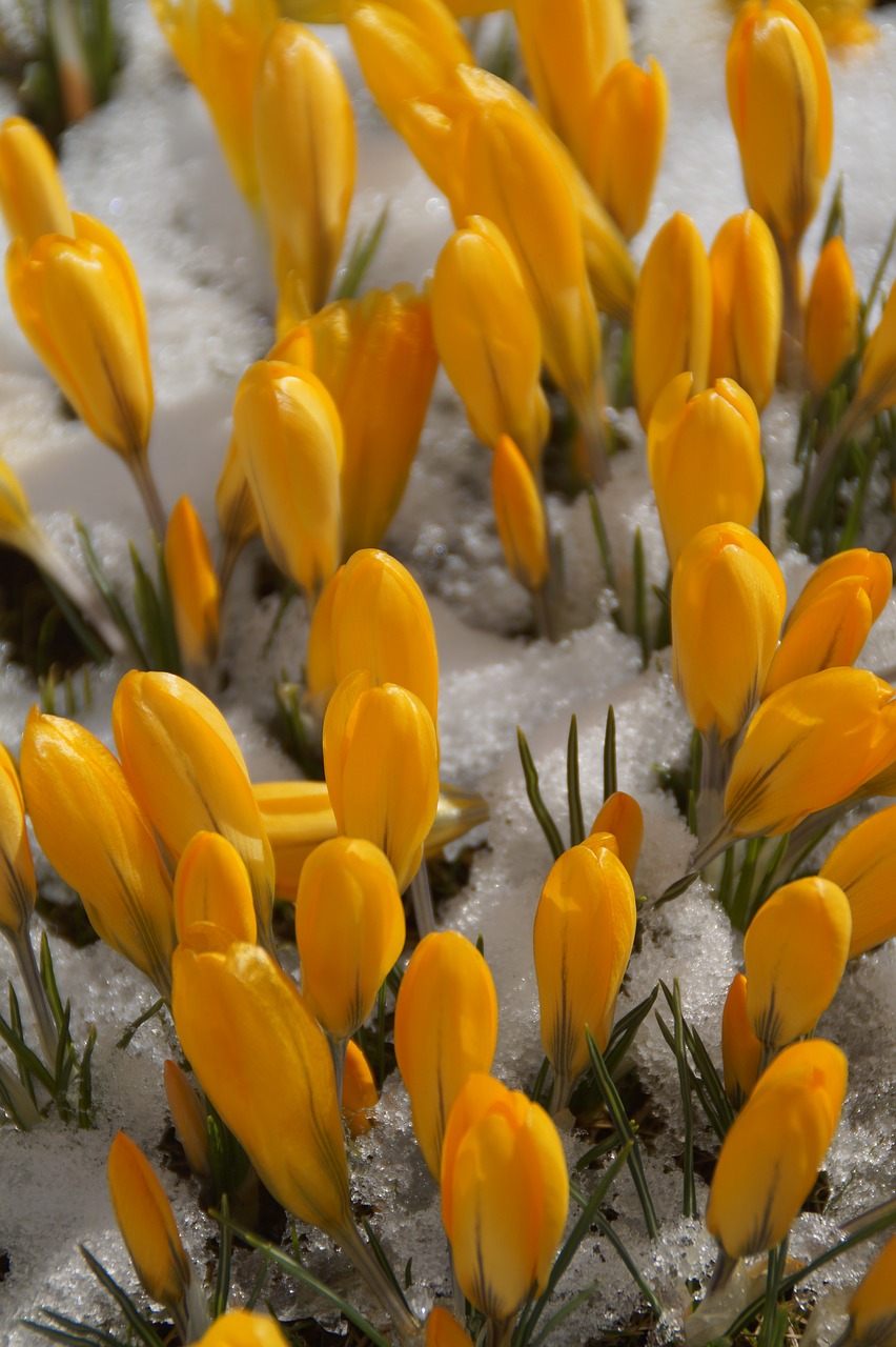 Gamta,  Augalas,  Gėlė,  Lapai,  Crocus,  Frühlingsanfang,  Pavasaris,  Pavasario Pabudimas,  Žiedas,  Žydėti