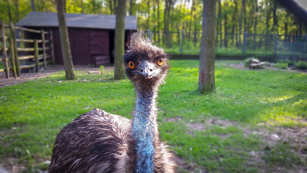 Gamta,  Gyvūnai,  Teismo Posėdyje,  Veja,  Parkas,  Niekas,  Ostrich Czerwonoskóry,  Strutis,  Rhea,  Emu