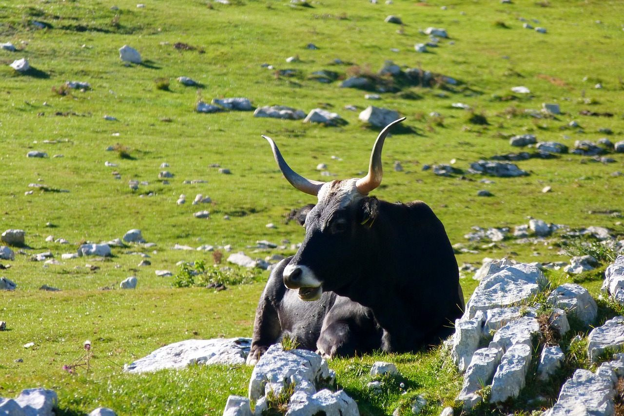 Gamta,  Veja,  Hayfield,  Teismo Posėdyje,  Laukas,  Karvė,  Ganyklos,  Apennines,  Italy,  Natūralus