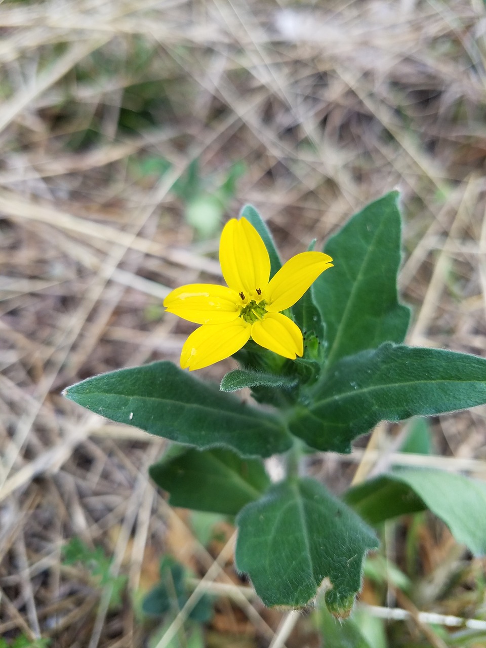 Gamta,  Flora,  Gėlė,  Vasara,  Lapai,  Wildflower,  Be Honoraro Mokesčio, Nemokamos Nuotraukos,  Nemokama Licenzija