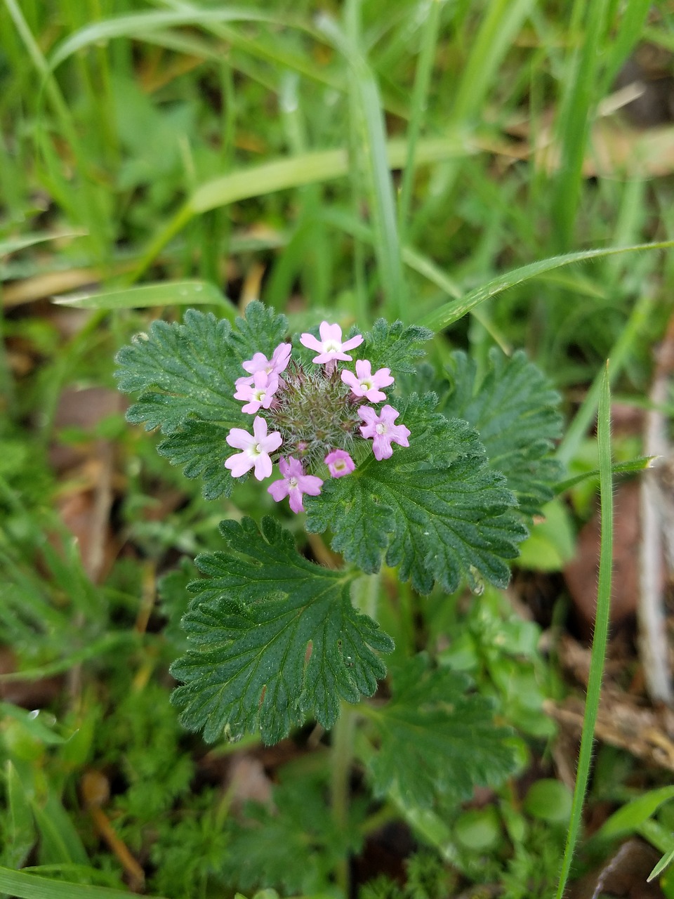 Gamta,  Flora,  Gėlė,  Lapai,  Wildflower,  Be Honoraro Mokesčio, Nemokamos Nuotraukos,  Nemokama Licenzija