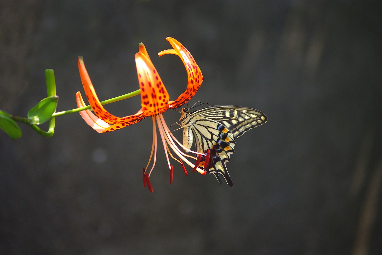 Gamta,  Lauke,  Vabzdžiai,  Drugelis,  Augalai,  Lilium Lancifolium,  Swallowtail,  Gėlės,  Prispausti,  Vasara