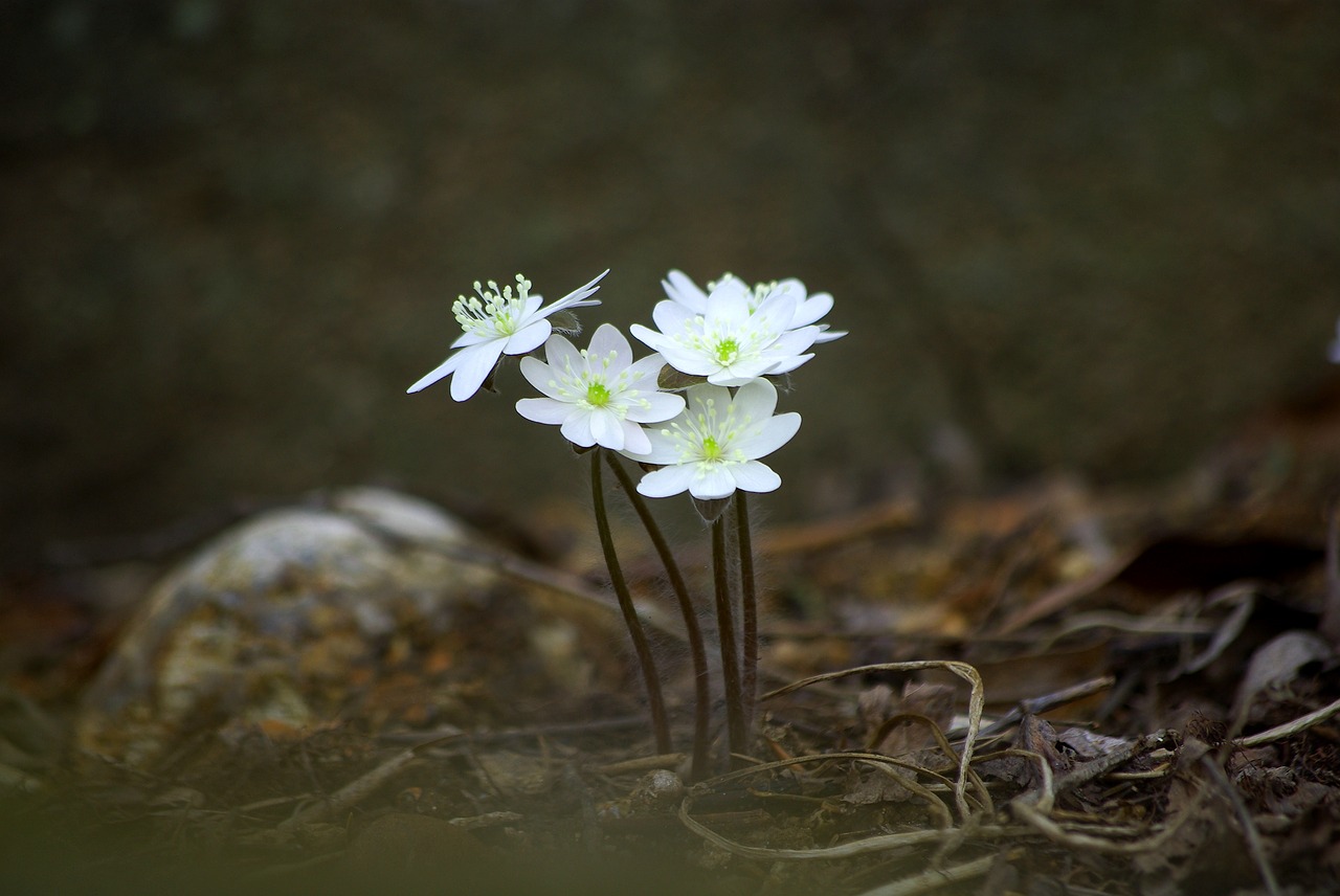 Gamta,  Gėlės,  Lauke,  Augalai,  Hepatica,  Wildflower,  Slėnis,  Kalnas,  Laukiniai,  Vanduo