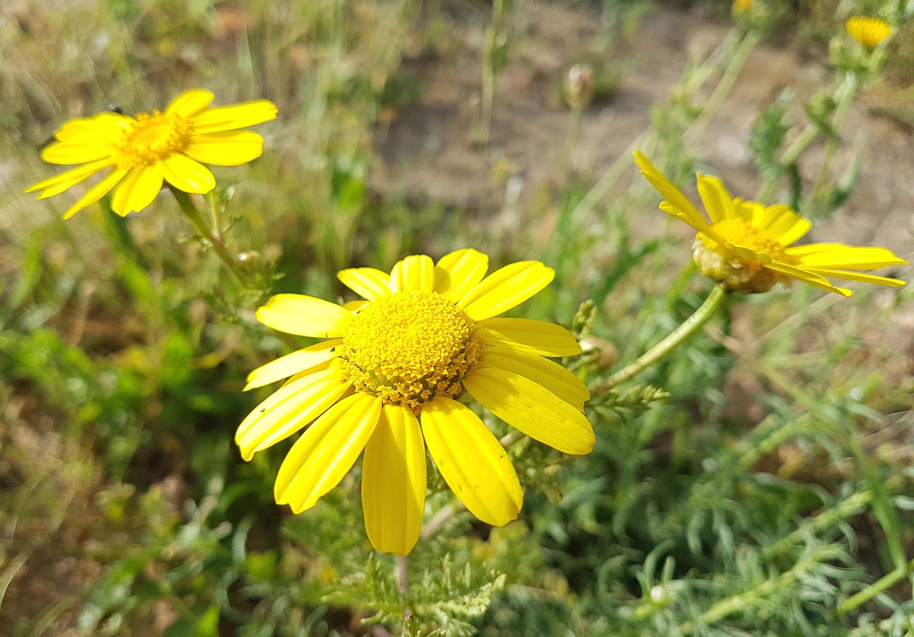 Gamta,  Flora,  Gėlė,  Vasara,  Laukas,  Iš Arti,  Žydi,  Gėlių,  Šviesus,  Wildflower