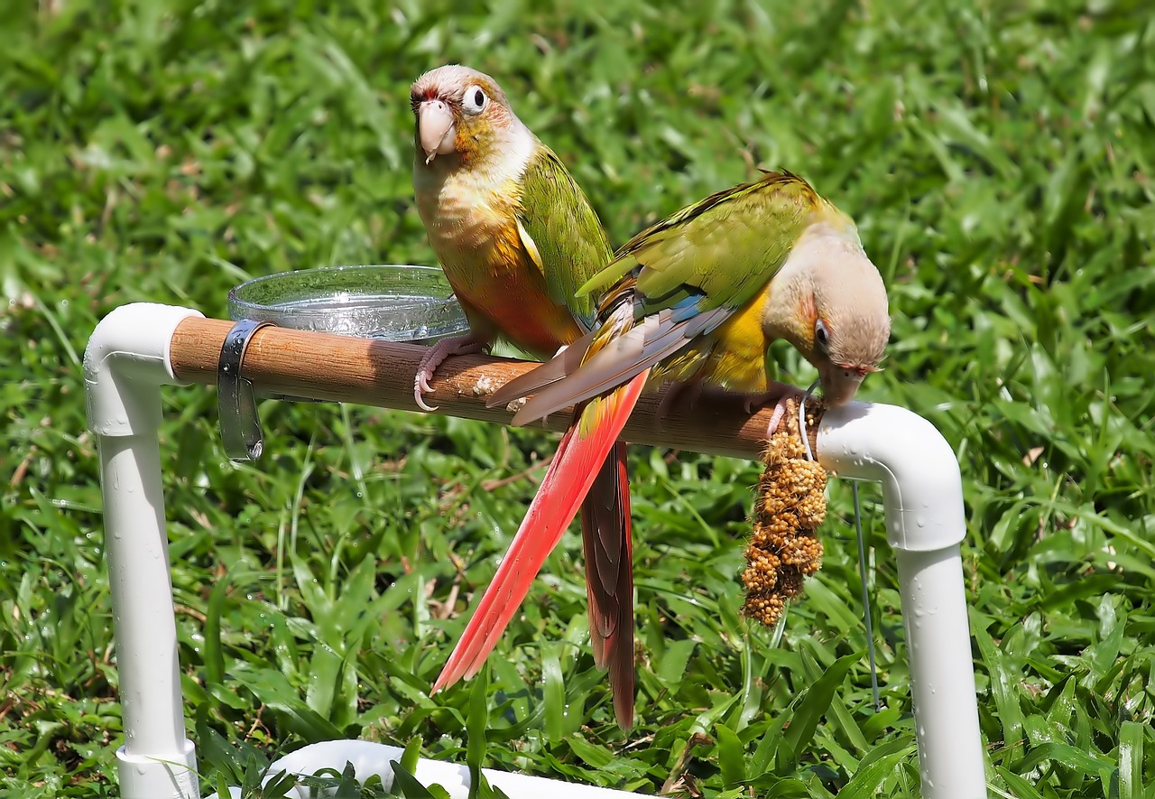 Gamta,  Paukštis,  Žolė,  Lauke,  Gyvūnas,  Mažai,  Naminis Gyvūnėlis,  Parakeet,  Be Honoraro Mokesčio, Nemokamos Nuotraukos