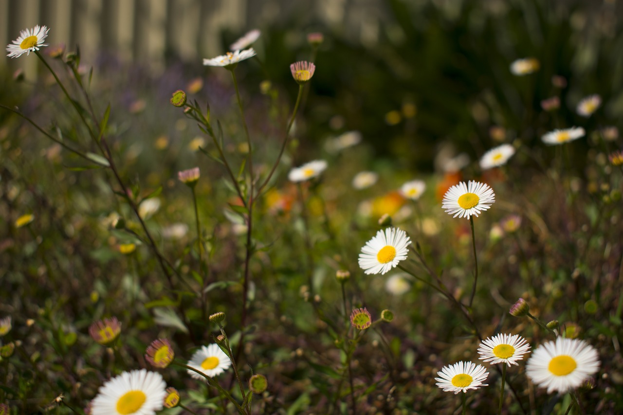 Gamta,  Gėlė,  Flora,  Vasara,  Laukas,  Wildflower,  Žydi,  Iš Arti,  Daisy,  Be Honoraro Mokesčio