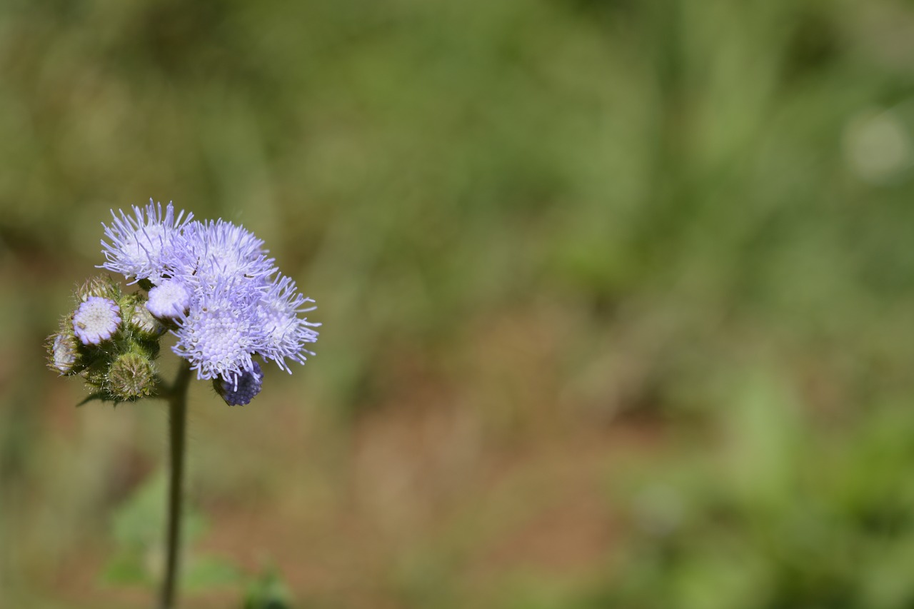 Gamta,  Laukiniai,  Wildflower,  Flora,  Gėlė,  Vasara,  Lauke,  Balta,  Makro,  Be Honoraro Mokesčio