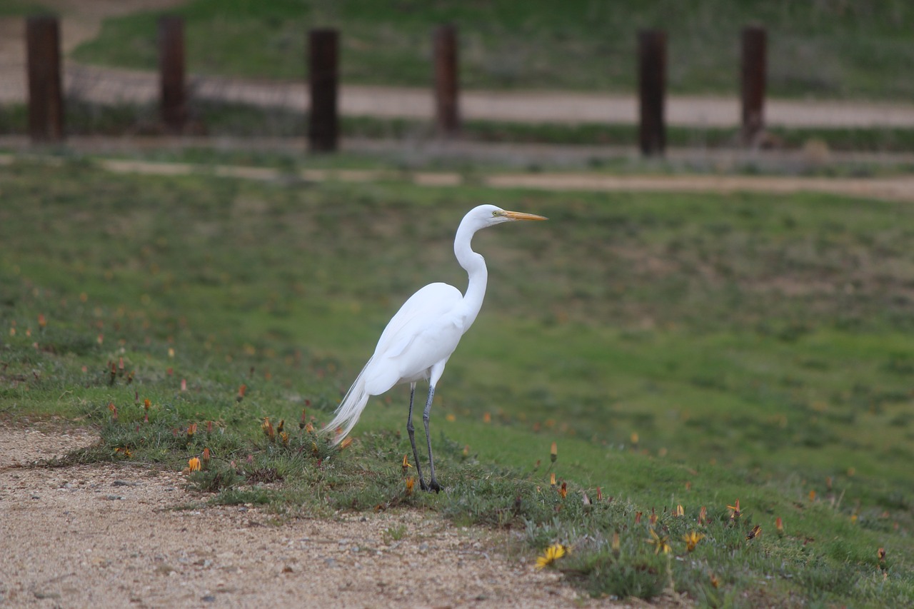 Gamta,  Laukinė Gamta,  Paukštis,  Lauke,  Gyvūnas,  Žolė,  Laukiniai,  Fauna,  Žalias,  Parkas