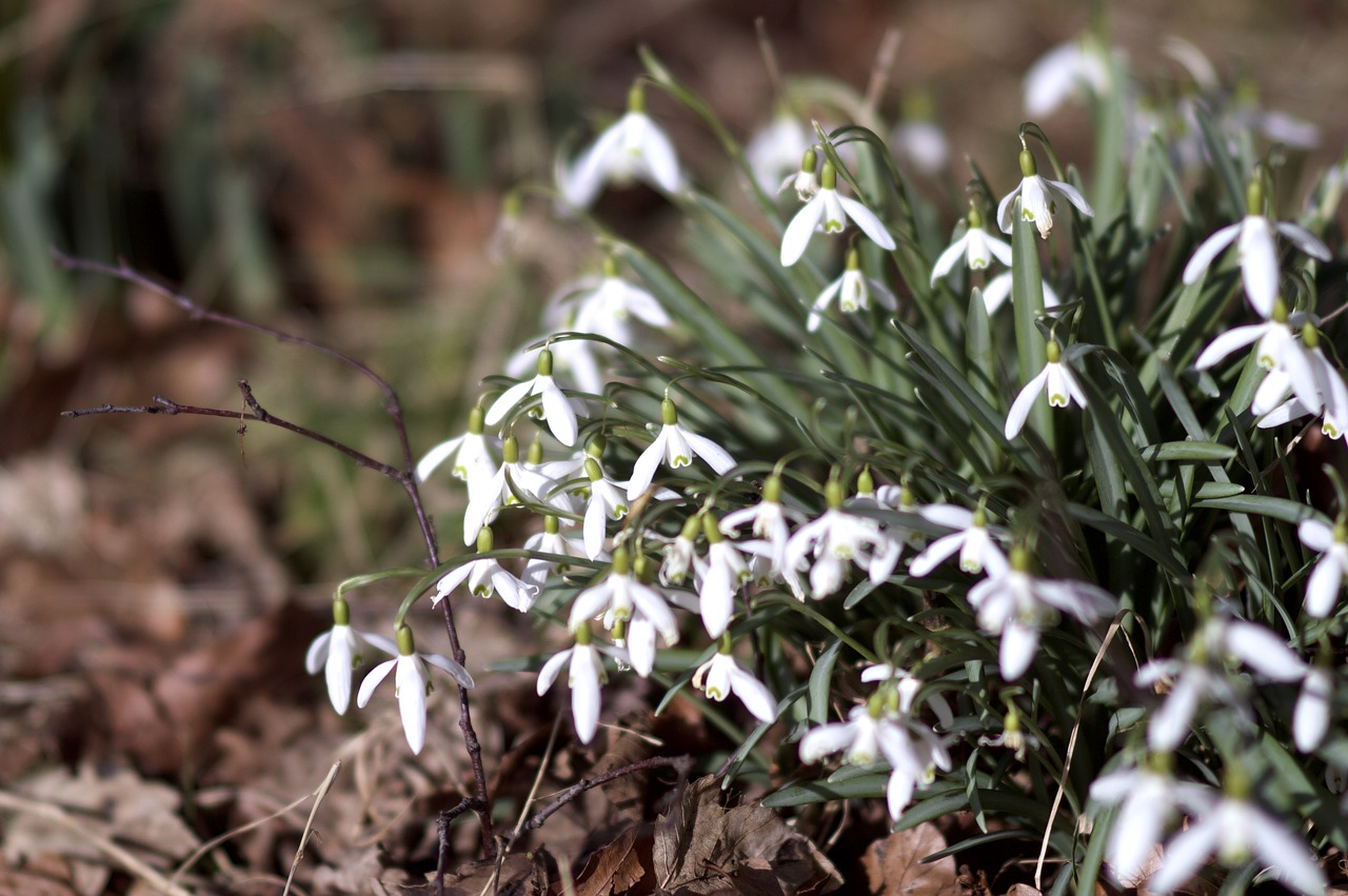 Gamta,  Flora,  Gėlė,  Sezonas,  Lapai,  Lauke,  Gėlių,  Žydi,  Sniego Žiedai,  Pavasaris