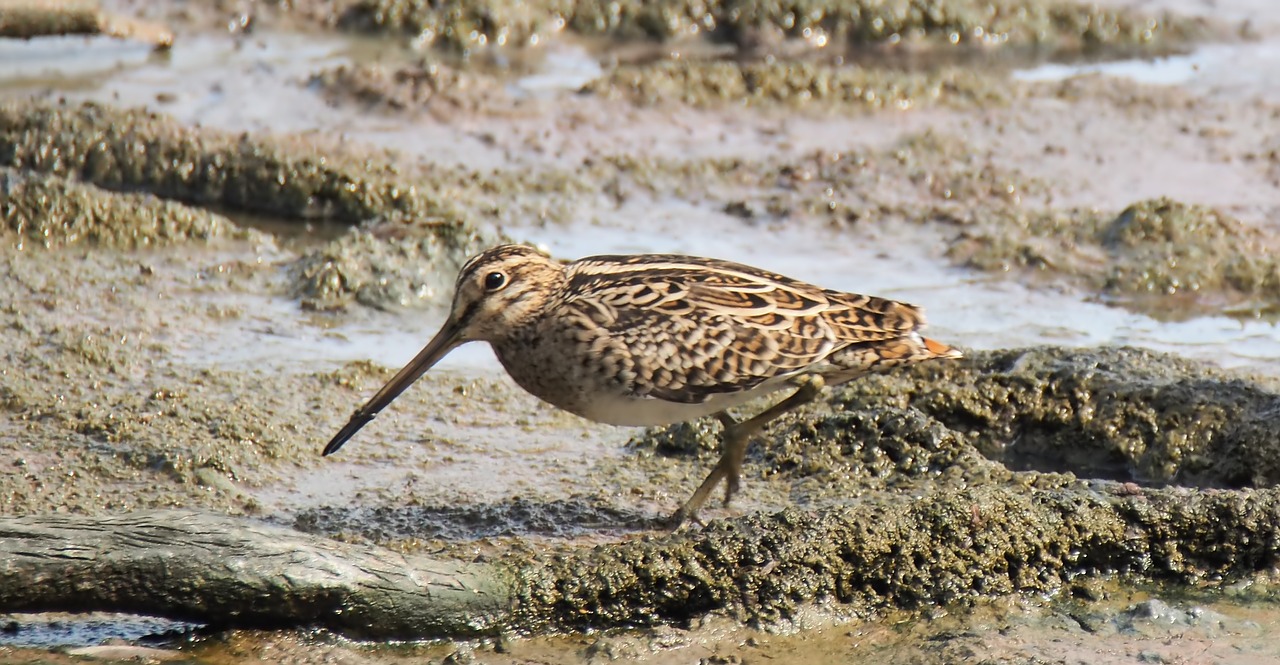 Gamta,  Laukinė Gamta,  Paukštis,  Vanduo,  Gyvūnas,  Laukiniai,  Kranto Bird,  Lauke,  Pelkės,  Rūšis