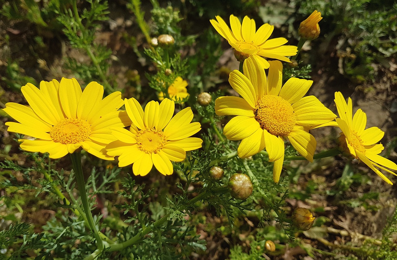 Gamta,  Gėlė,  Flora,  Vasara,  Sodas,  Mums,  Žydi,  Šviesus,  Žalias,  Pavasaris