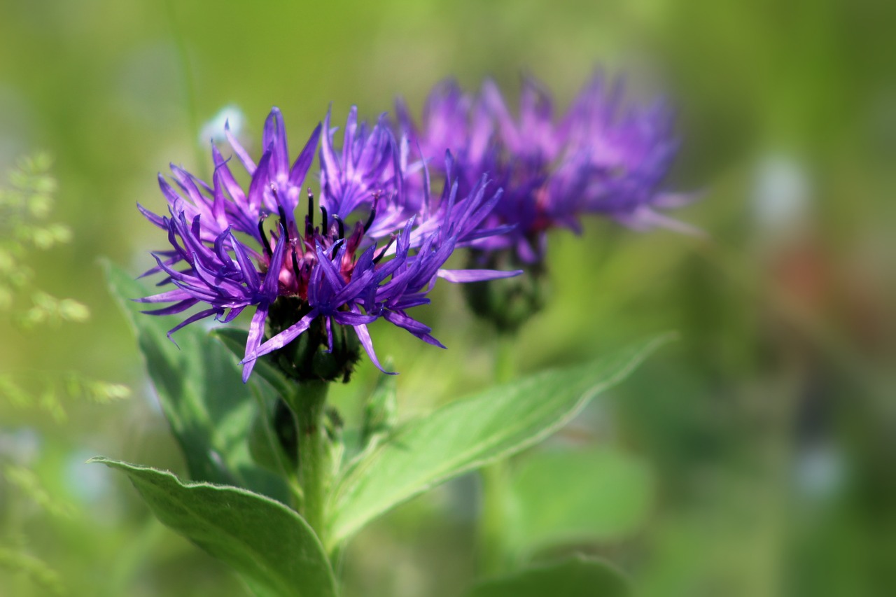 Gamta,  Vasara,  Gėlė,  Flora,  Iš Arti,  Wildflower,  Žiedlapis,  Be Honoraro Mokesčio, Nemokamos Nuotraukos,  Nemokama Licenzija