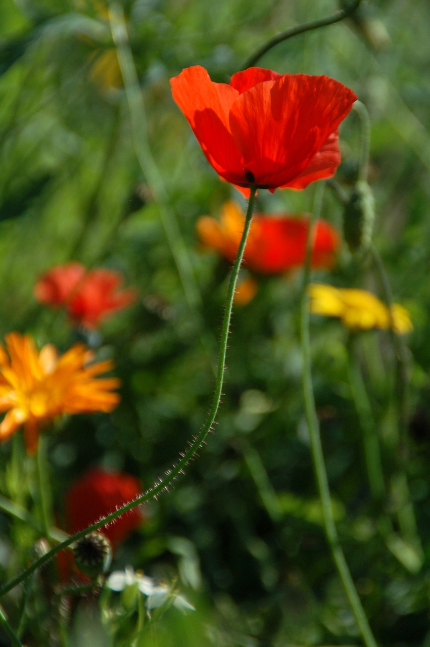 Gamta,  Augalas,  Vasara,  Laukas,  Žiedlapis,  Wildflower,  Gėlės,  Be Honoraro Mokesčio, Nemokamos Nuotraukos,  Nemokama Licenzija