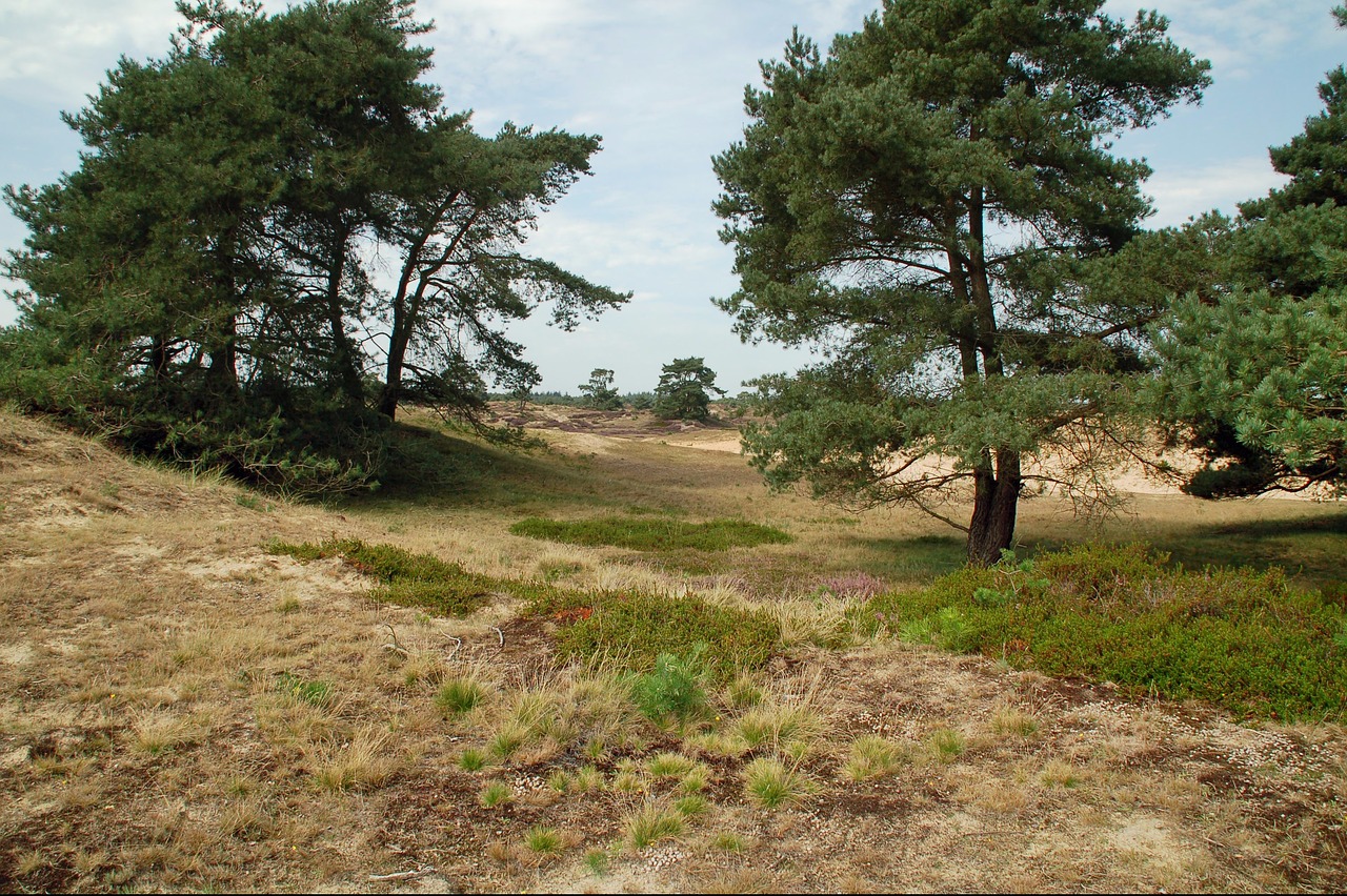 Gamta,  Kraštovaizdis,  Lauke,  Mediena,  Panoraminis,  Žiedai,  Drenthe,  Fryzija,  Medis,  Be Honoraro Mokesčio