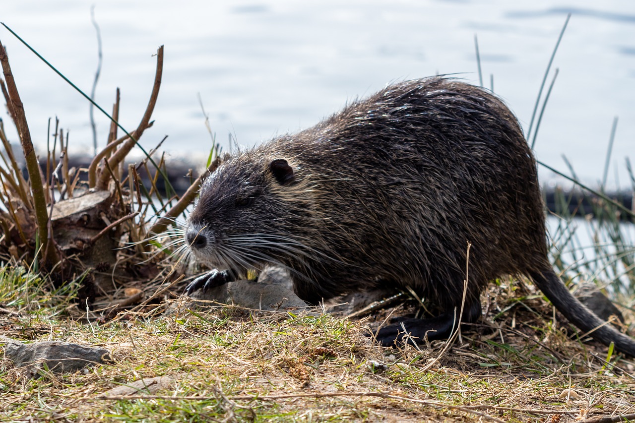 Gamta,  Gyvūnas,  Gyvūnų Pasaulis,  Graužikas,  Žinduolis,  Nutria,  Be Honoraro Mokesčio, Nemokamos Nuotraukos,  Nemokama Licenzija